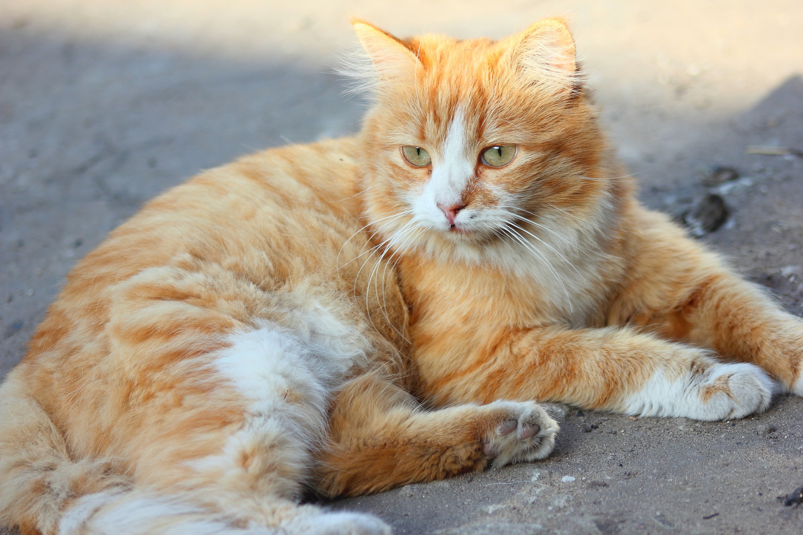 Говорите рыжего кота. Охос азулес кошка рыжий. Аравийский МАУ рыжий. Сибирская кошка рыжая короткошерстная. Рыжая крошка.