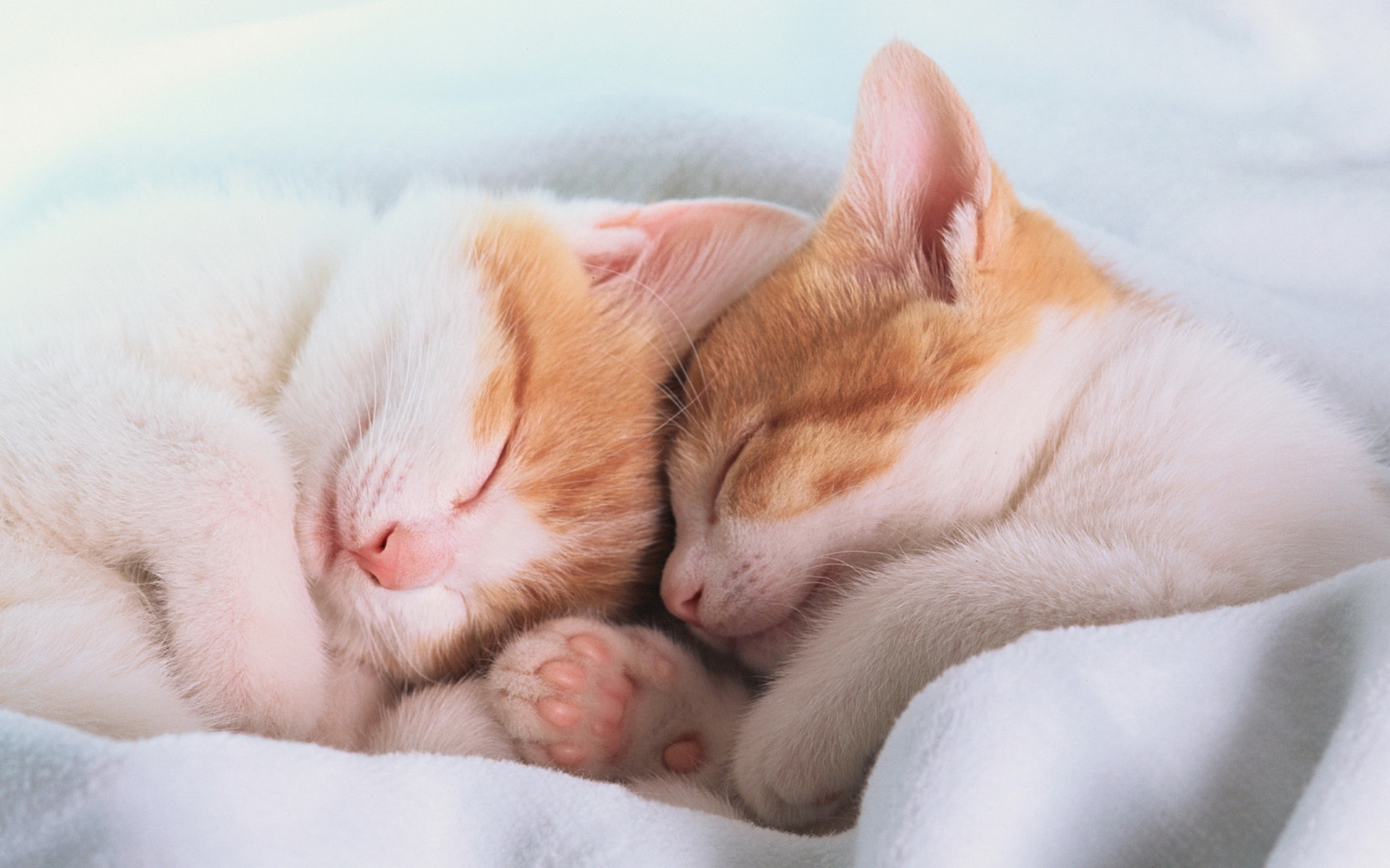 Вместе спокойный. Милые спящие котики. Нежные котята. Спящий котенок.