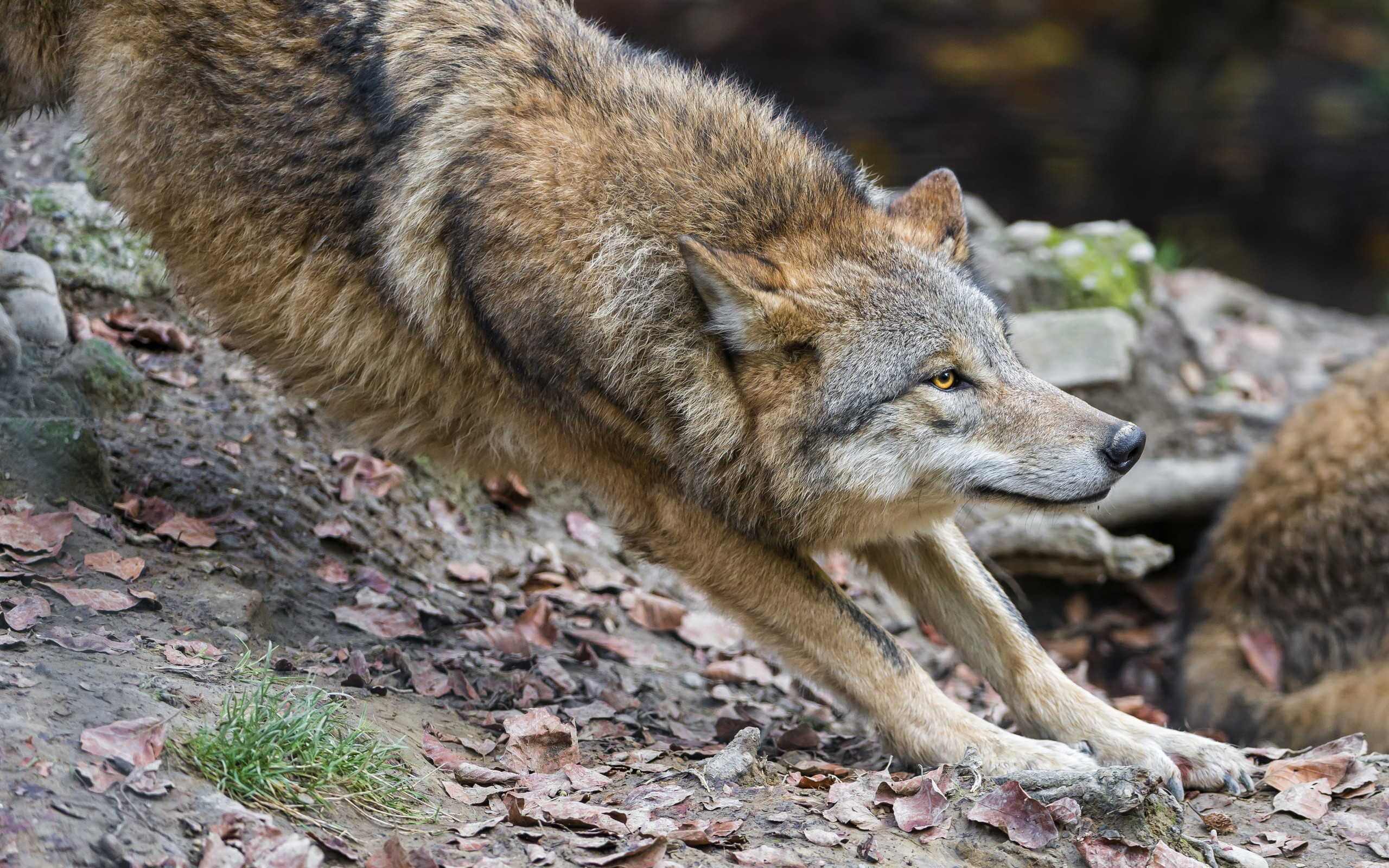 Дикая жизнь волков. Млекопитающие волк. Волк и койот. Хищники в природе. Хищные животные волки.