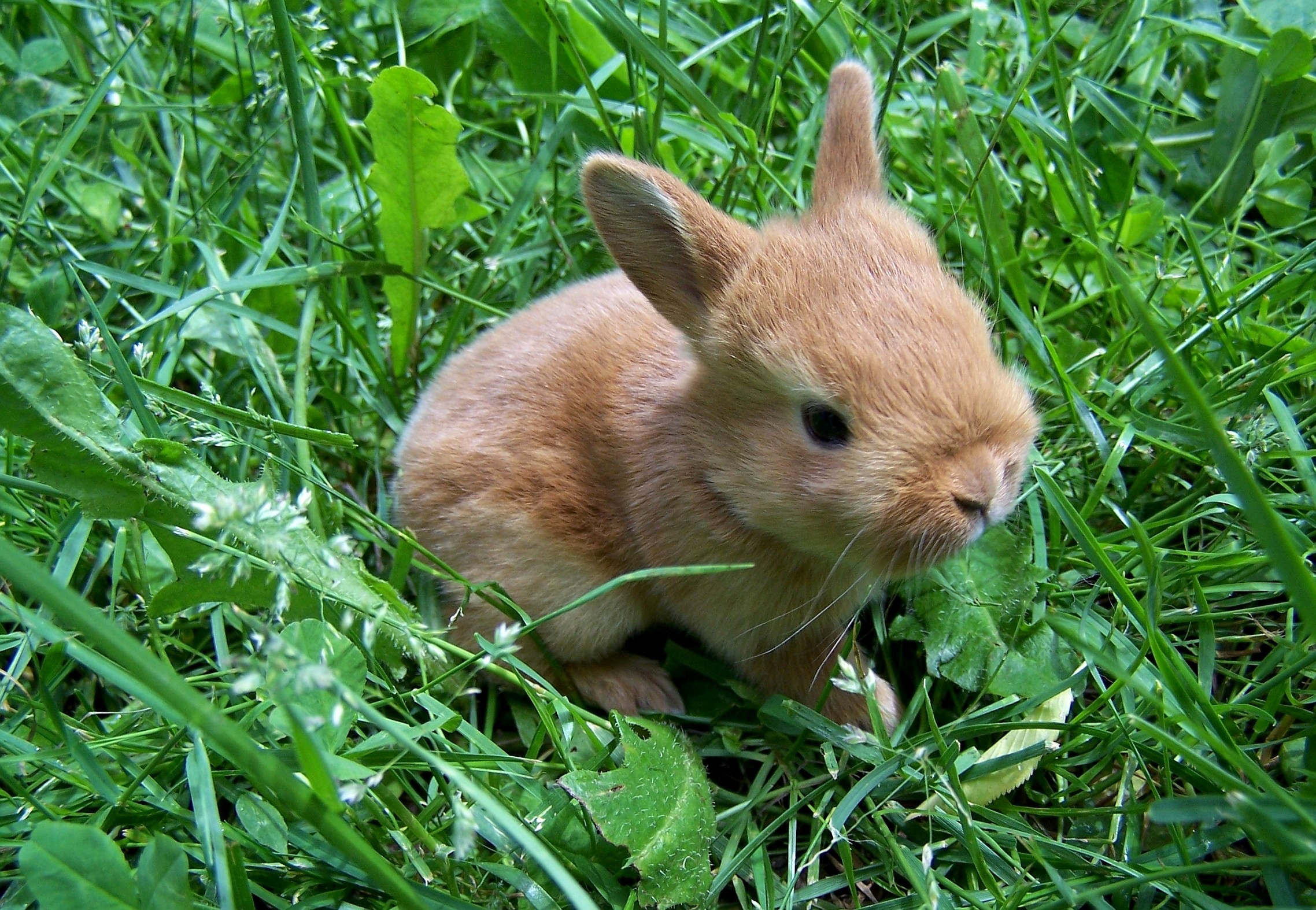 Зайчонок родившийся весной. Зайчики. Детеныш кролика. Зайчата. Бесхвостый кролик.