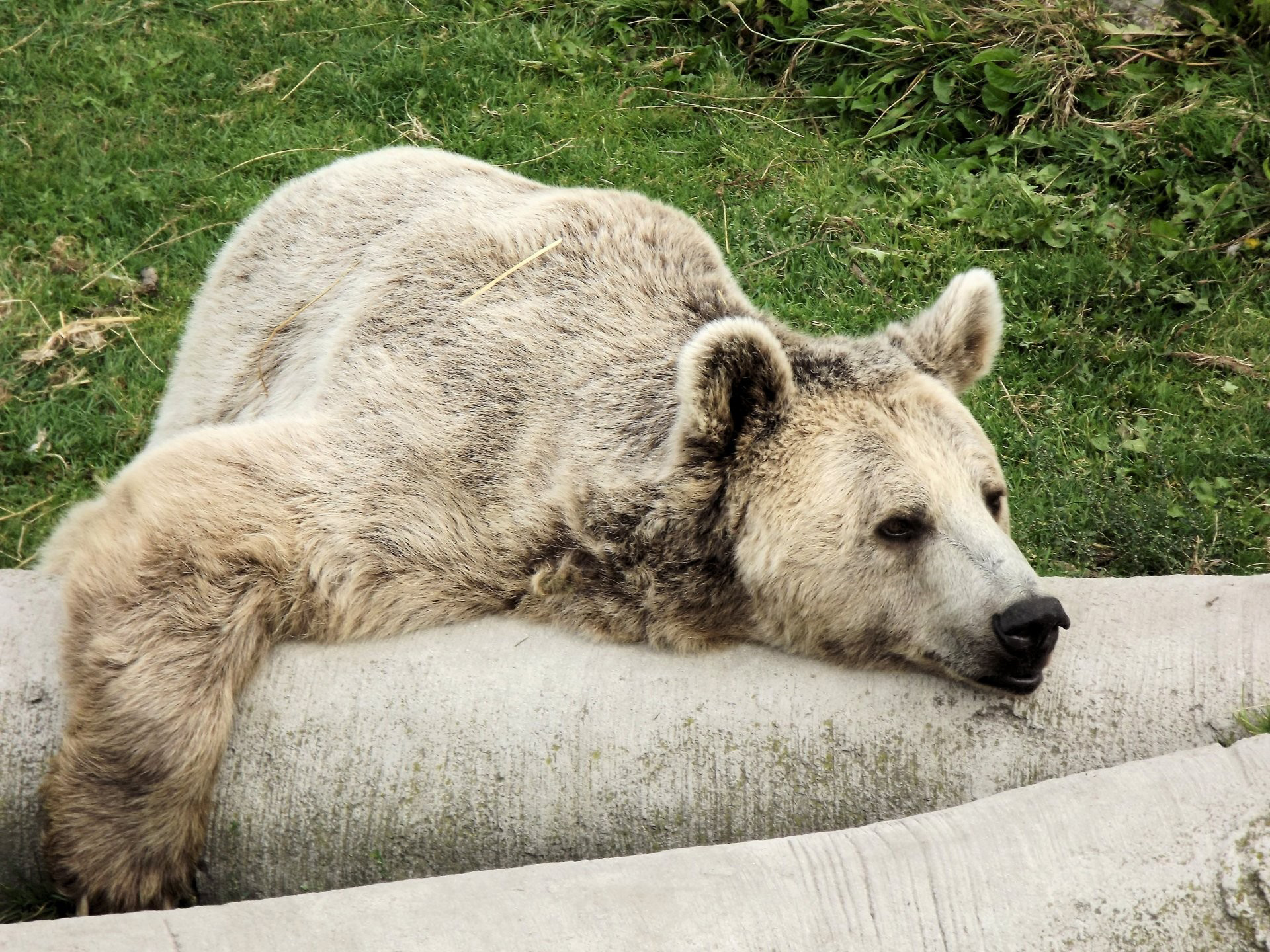 Lazy bear. Медведь лежит. Ленивый медведь. Уставший медведь. Животное лежит.