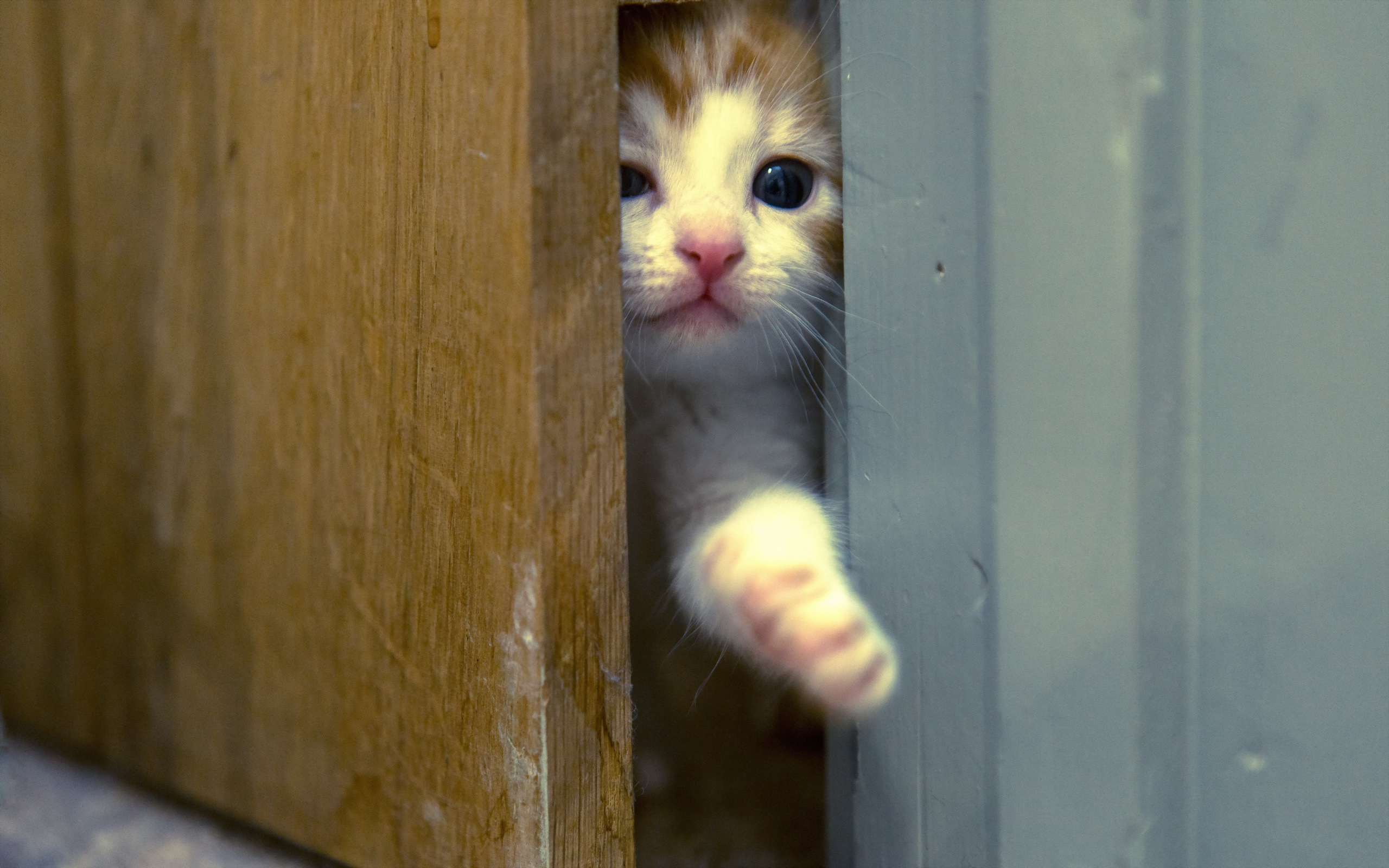 Кошка придет. Кот ломится в дверь. Котенок у двери. Дверь для кота. Кот за дверью.