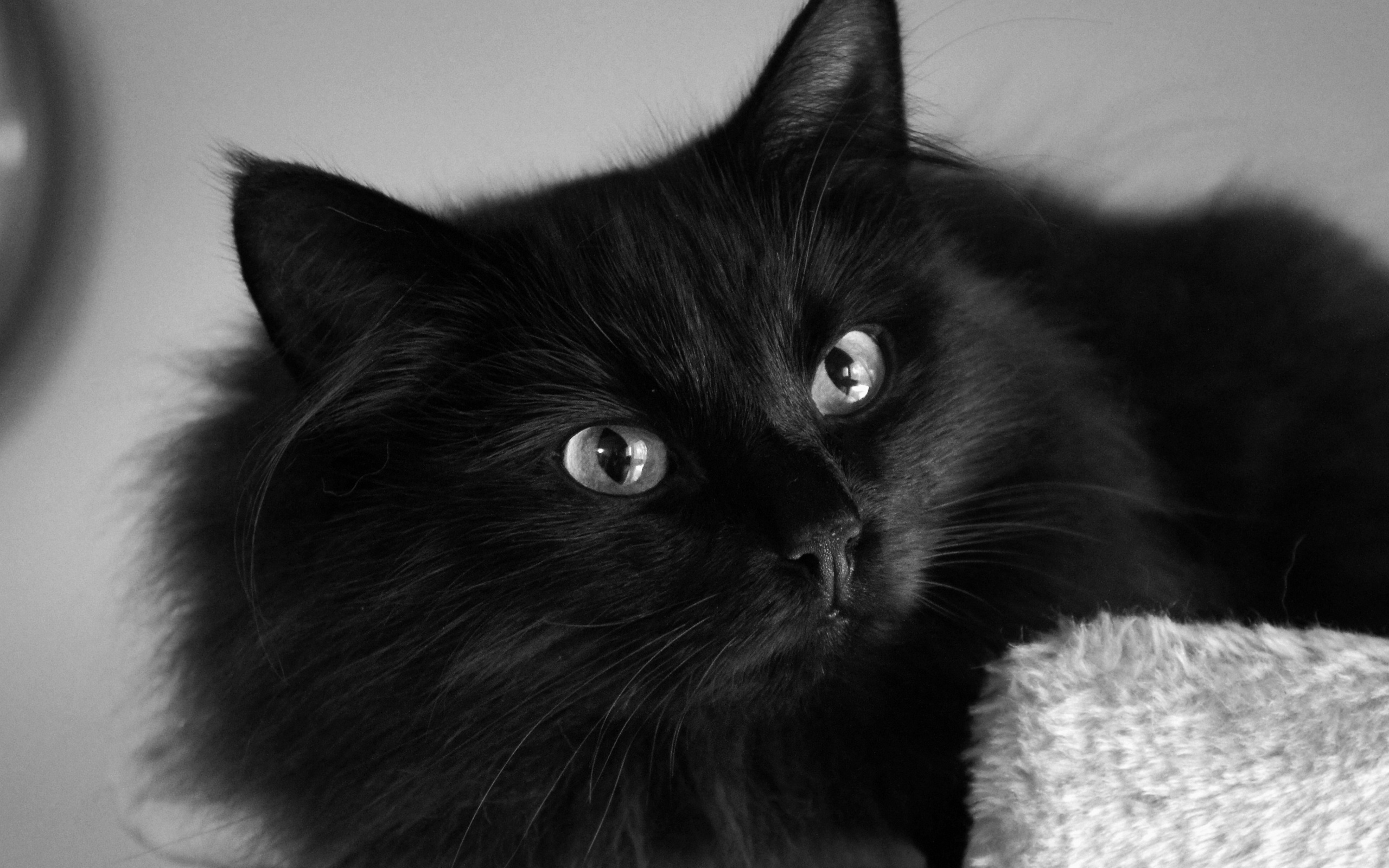Черное фото на весь экран. Чёрный кот. Кот пушистый чёрный. Черная пушистая кошка. Красивый черный кот.