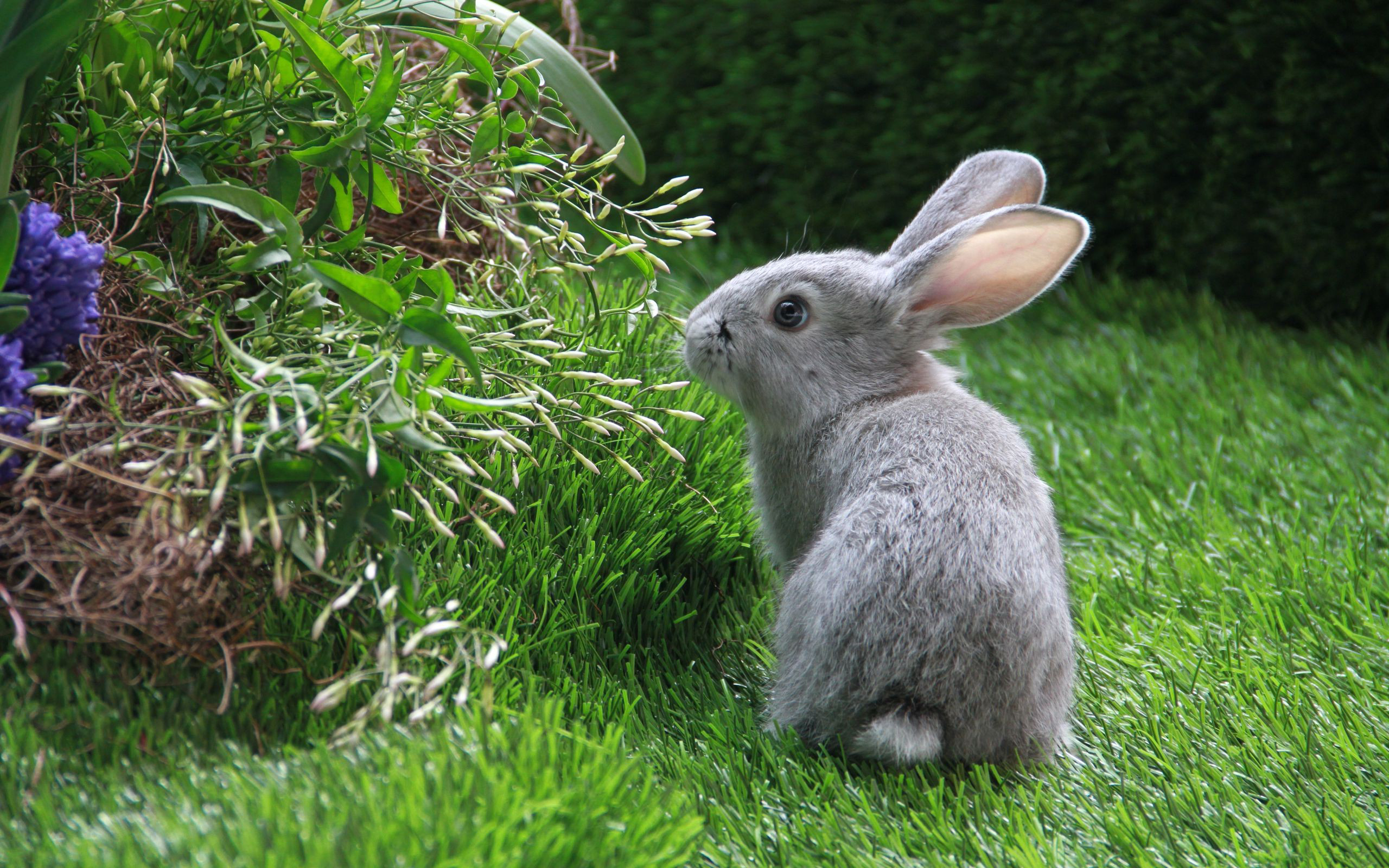 Кролик года жизни