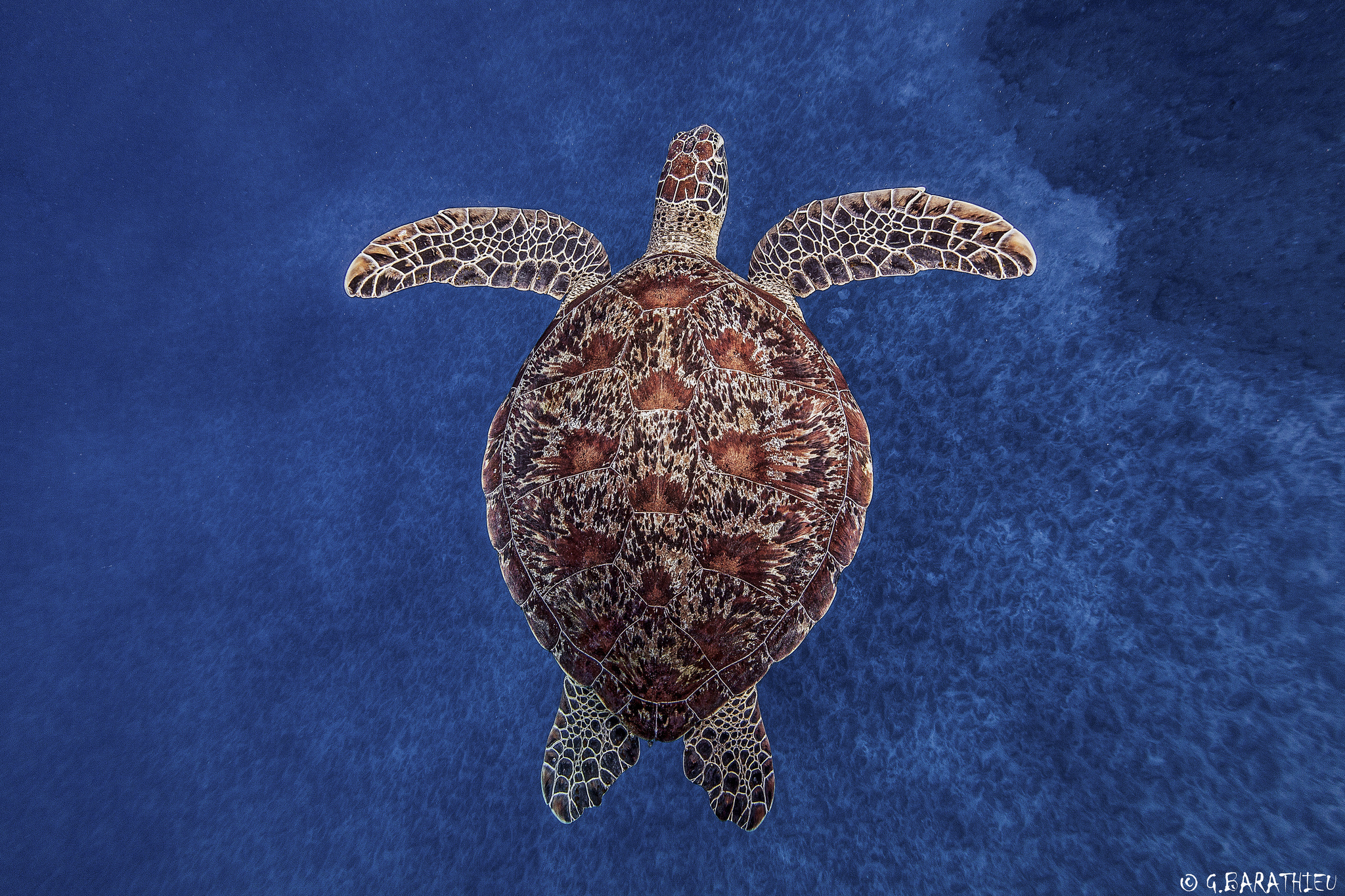Симметрия черепахи. Черепаха бисса (Каретта). Панцирь морской черепахи. Морская черепаха бисса панцирь. Черепаха карета бисса.