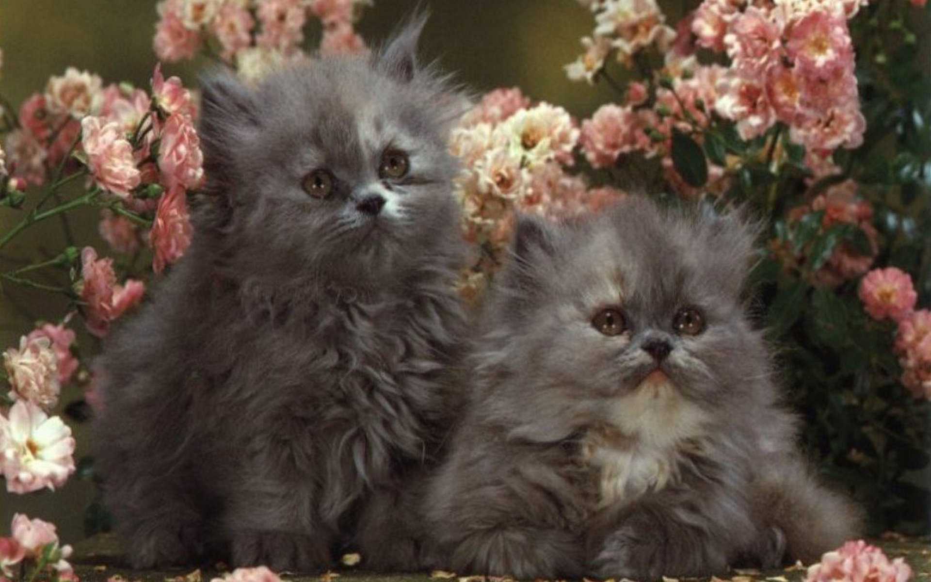 Кошечки живые. Пушистые котята. Маленькие котята пушистые. Котенок в цветах. Персидские котята.