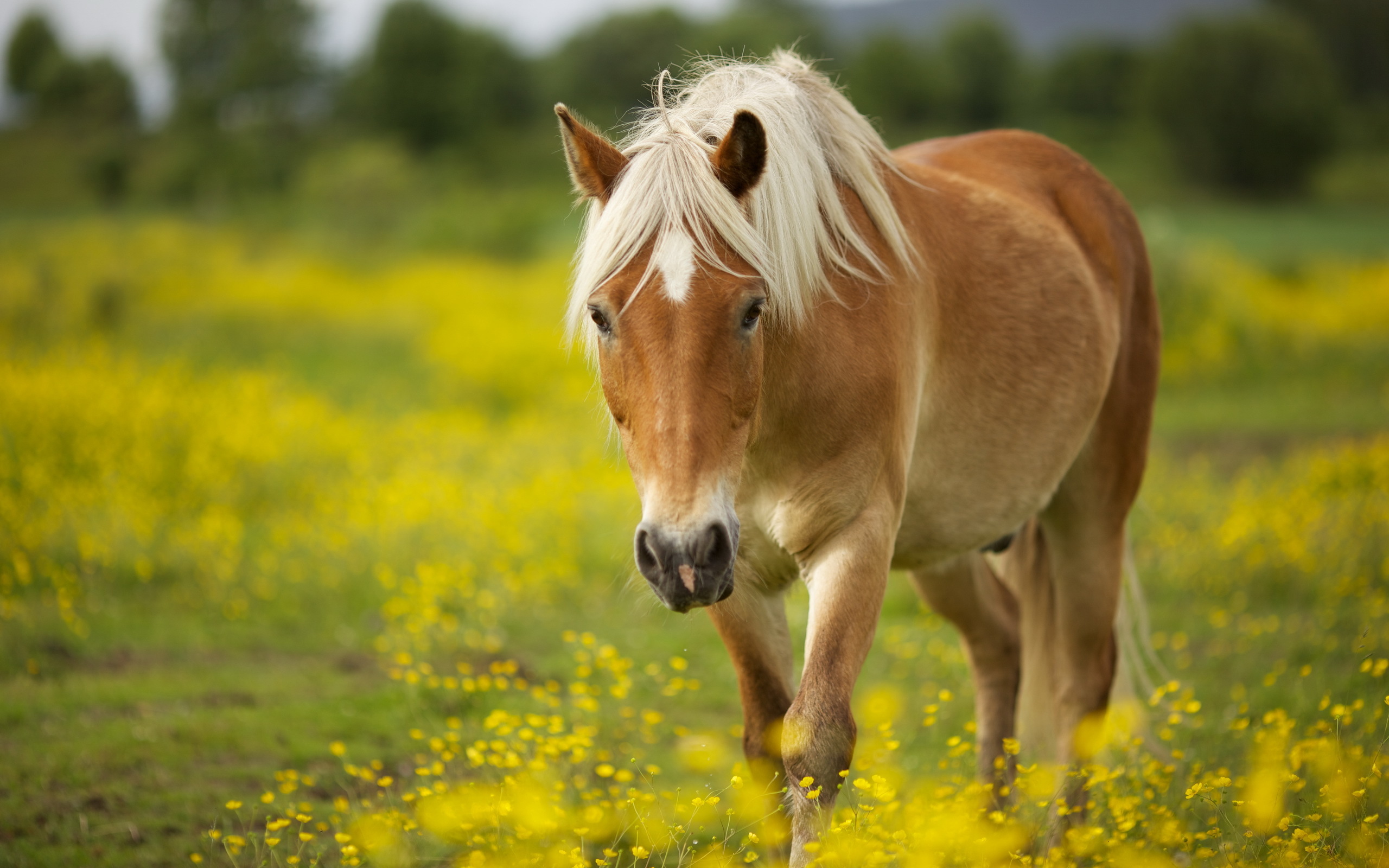 Желтая лошадка. Красивые лошади. Картинки лошадей. Картинки лошадей красивые. Красивый конь.