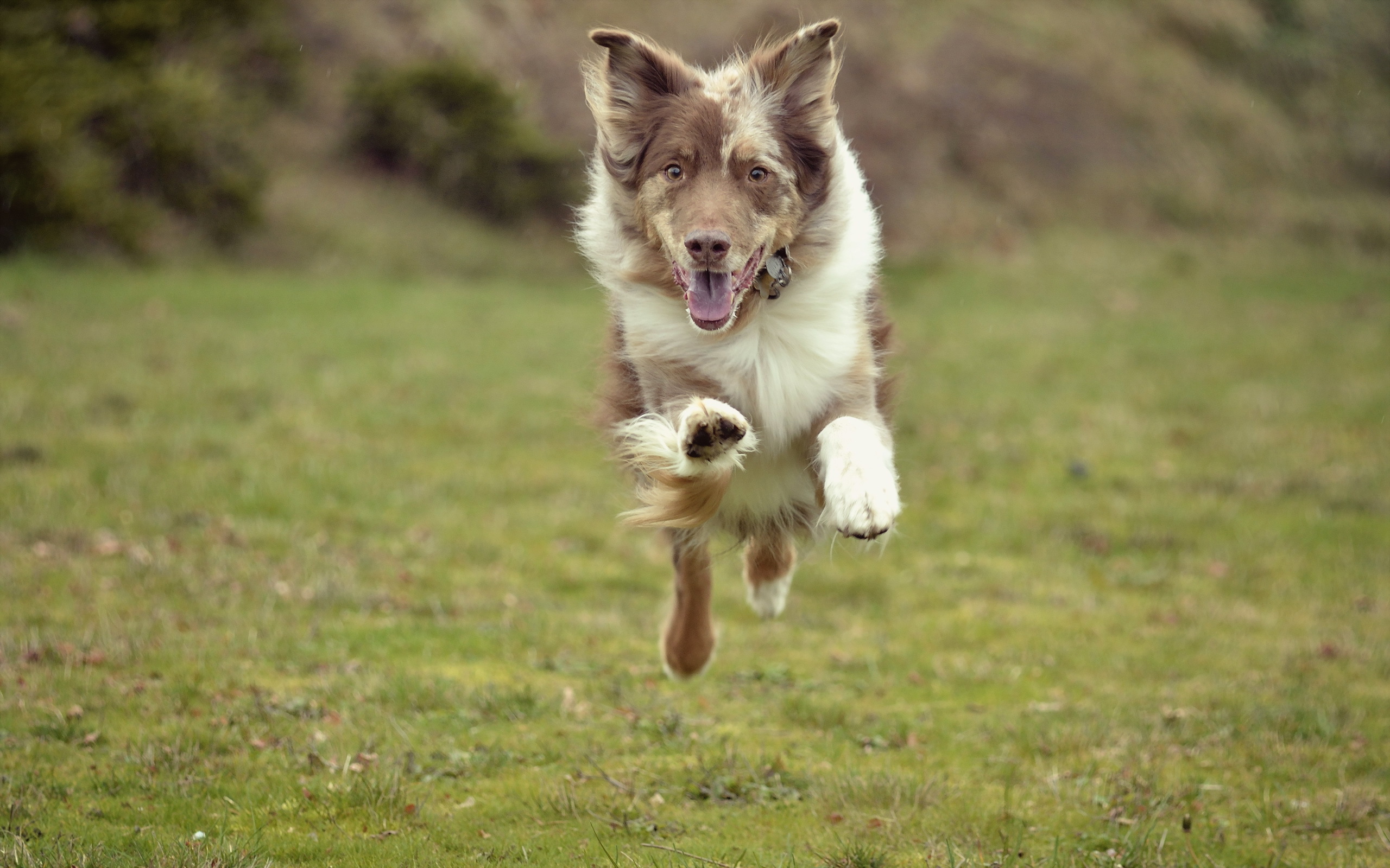 My dog can run and jump. Собака бежит. Щенок бежит. Собака бежит вперед. Собака бежит в поле.