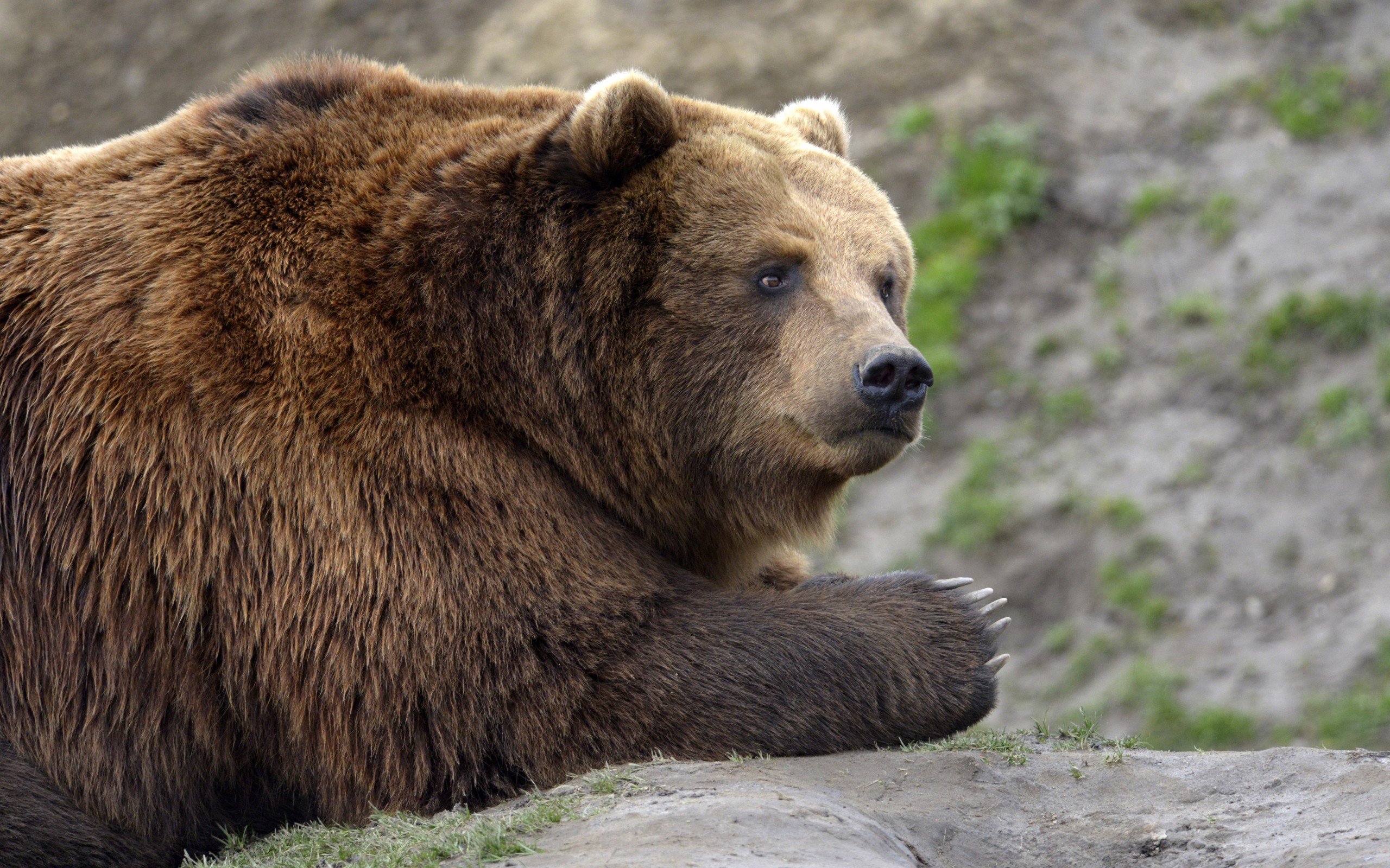 К чему снится медведь бурый большой женщине. Калифорнийский бурый медведь. Апеннинский бурый медведь. Грозный бурый медведь. Аляскинский бурый медведь.