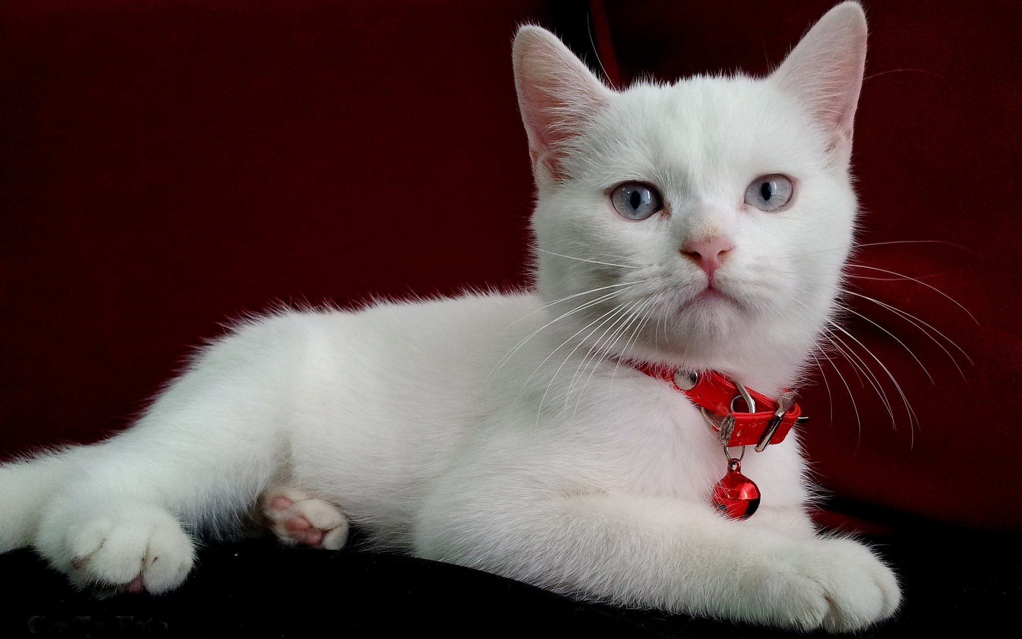Как называется киса. Белый гладкошерстный кот. Као-мани кошка. Турецкая ангора гладкошерстная. Белый котенок.