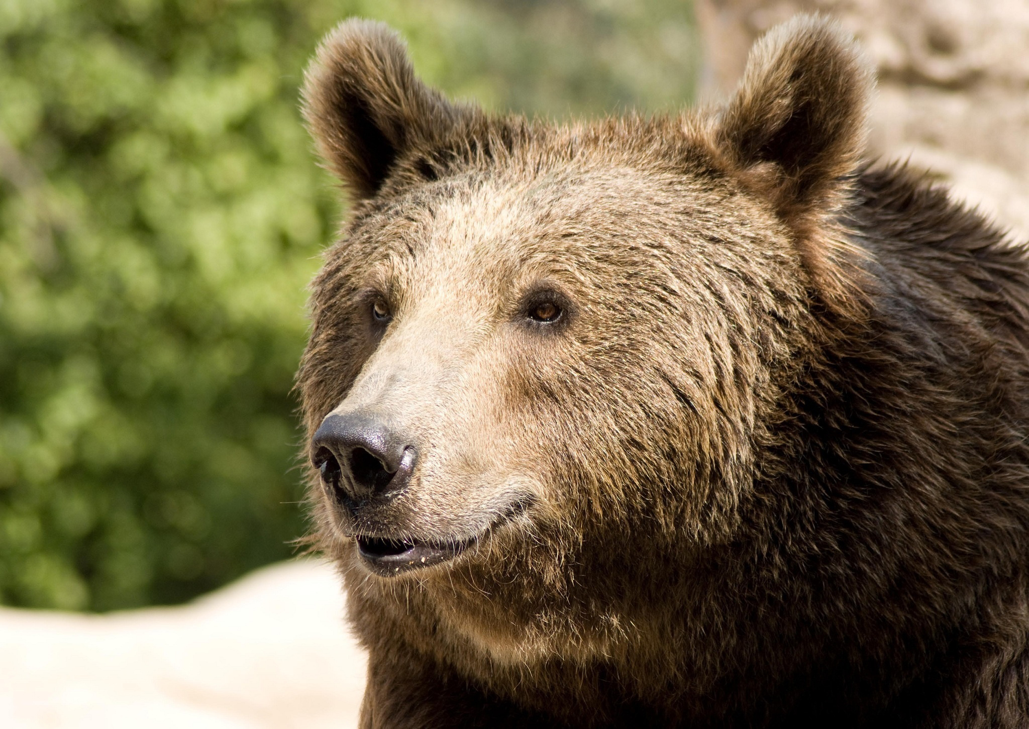 Какой нос у медведя. Бурый медведь анфас. Морда медведя. Нос медведя. Лицо медведя.