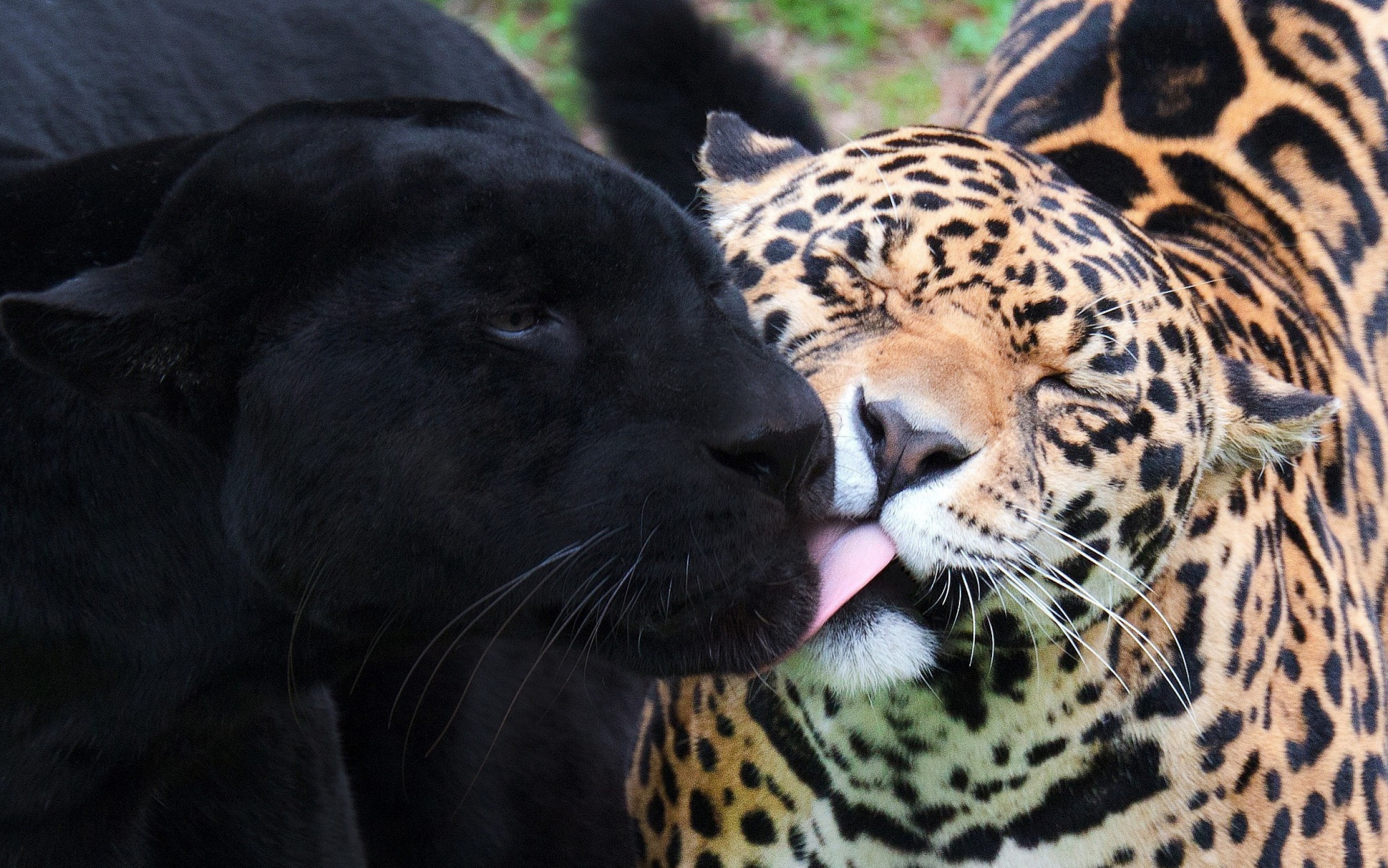 Название животных парами. Пума Ягуар леопард пантера. Леопард Ягуар пантера. Тигры леопарды львы пантеры. Черная пантера Ягуар и леопард.