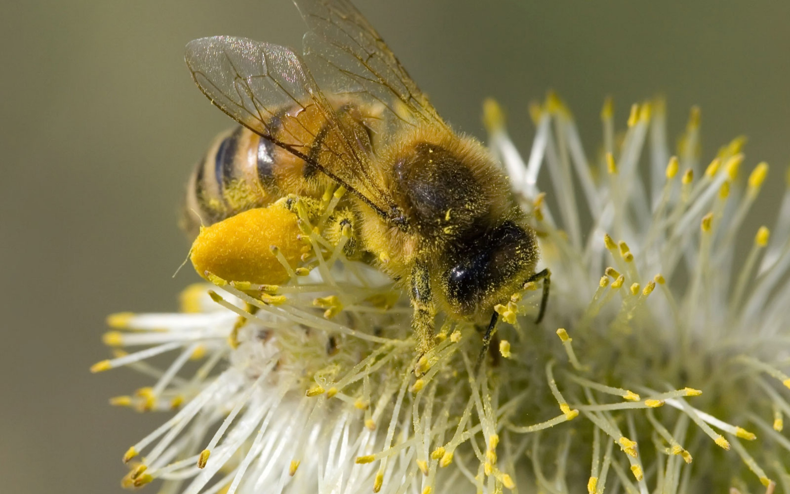 Растение много пыльцы. Пчелиная пыльца (Bee pollen). Пчела с пыльцой. Медоносная пчела. Цветочная пыльца на пчеле.