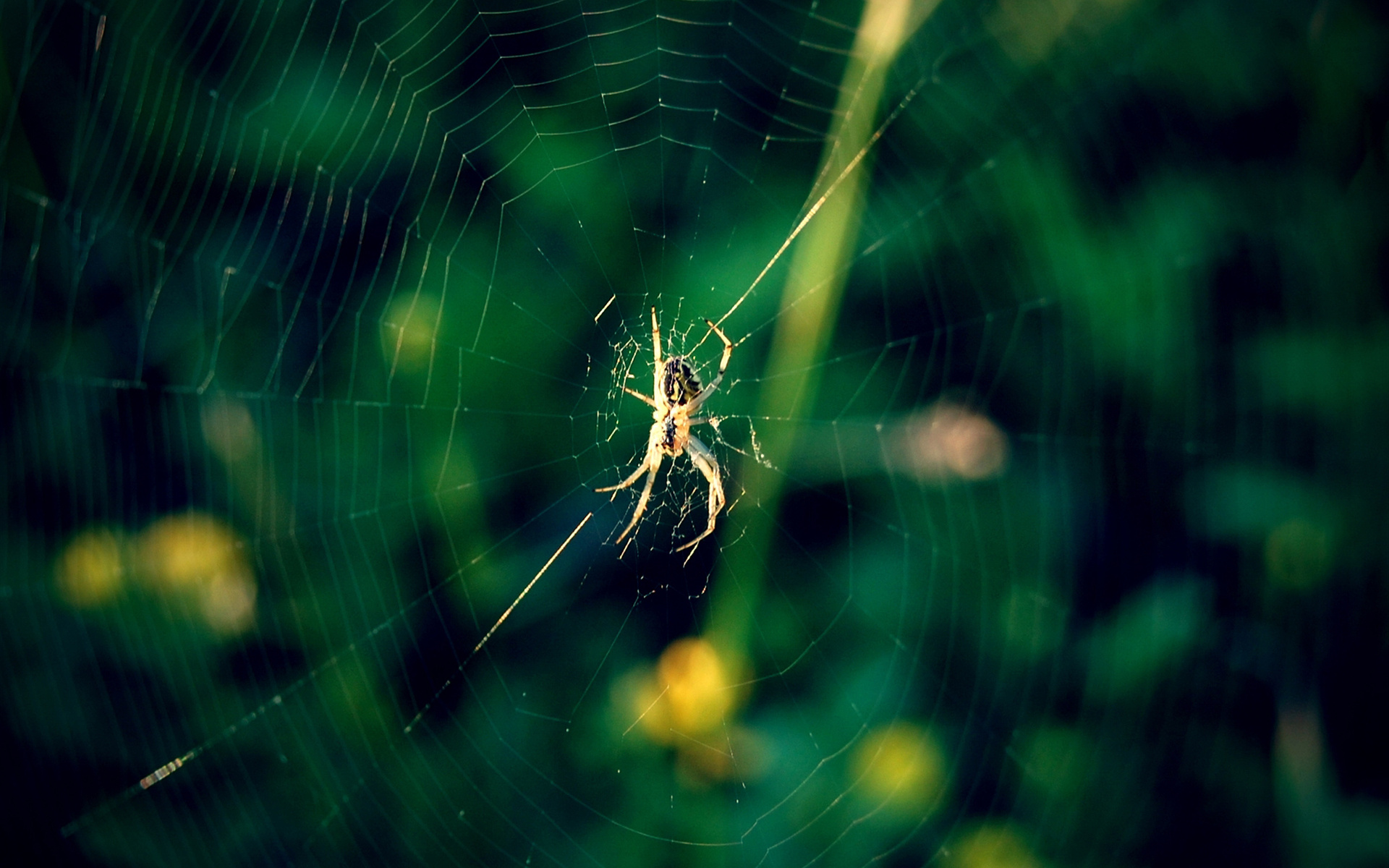 Spiders pictures. Паук на паутине. Паук картинка. Мизгирь паук. Зеленый паук.