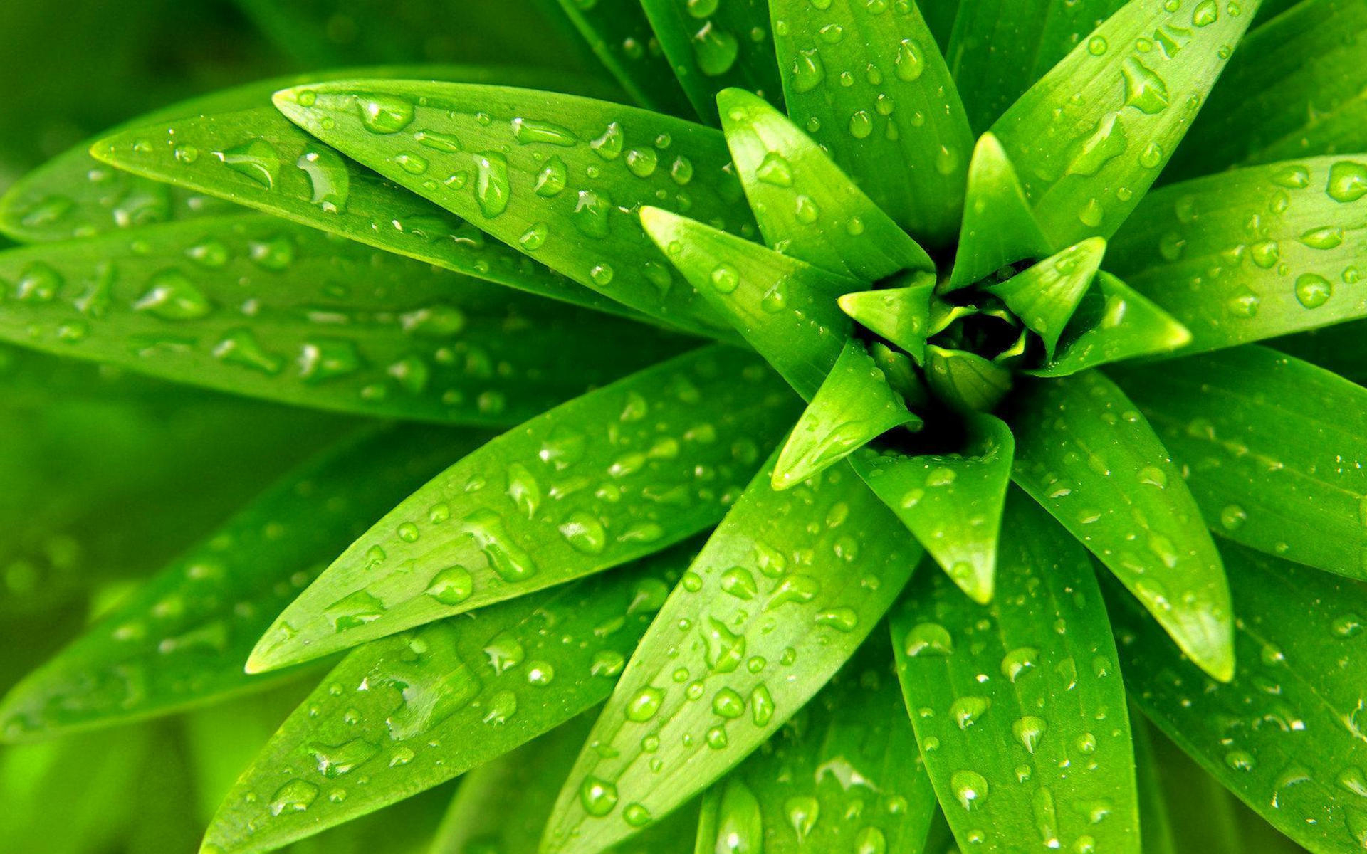Зеленые картинки. Зеленые цветы. Красивые зеленые растения. Зеленый лист. Красивые листья растений.