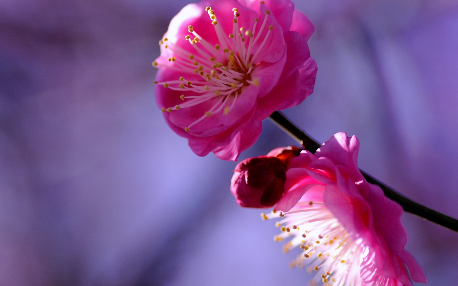Цветок на ветке много цветов. Цветы Умэ японская слива. Цветы макро. Малиновые цветы. Слива цветет.
