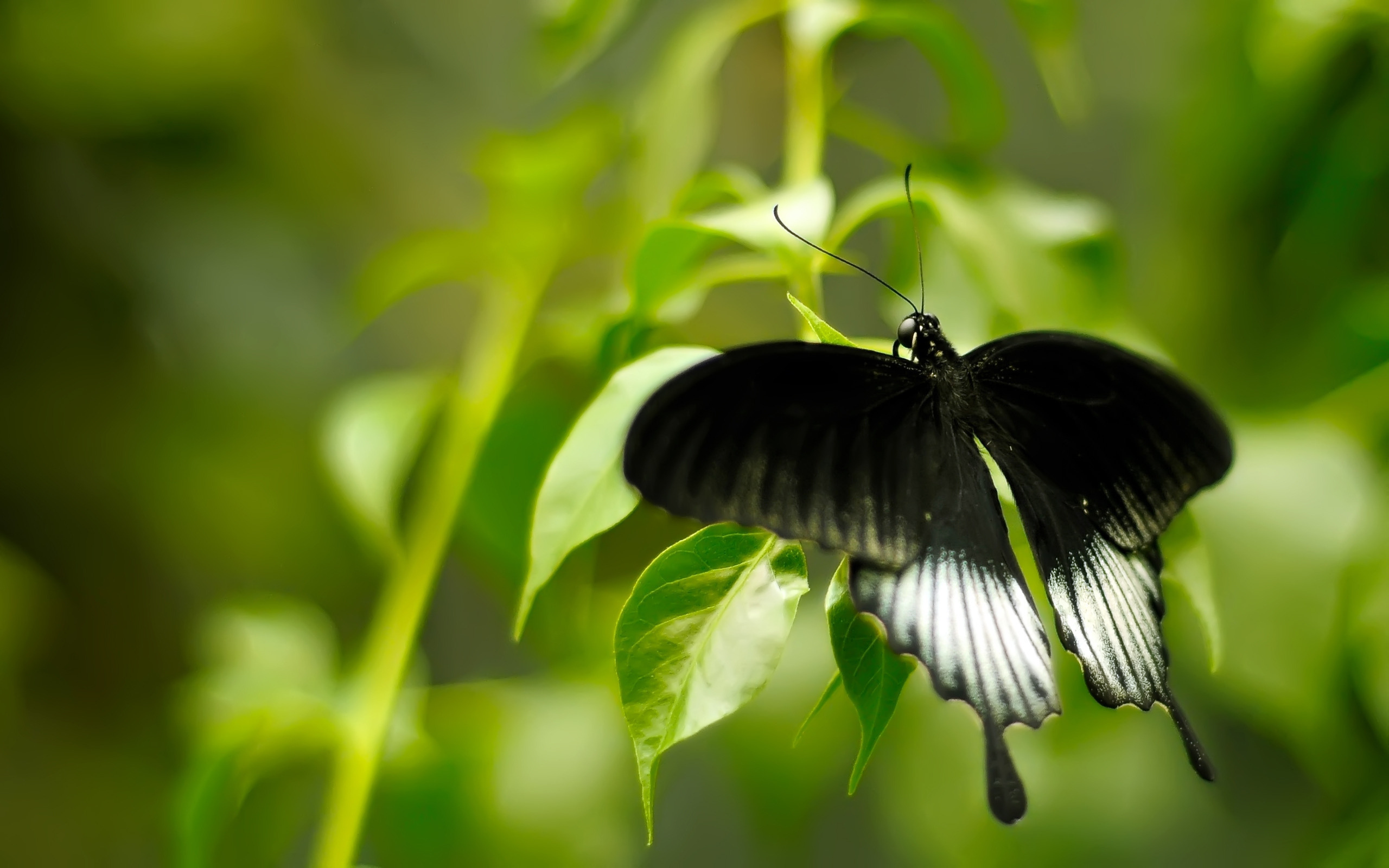 Черно зеленая бабочка. Бабочки. Красивые бабочки. Бабочка черная. Тропические бабочки в природе.