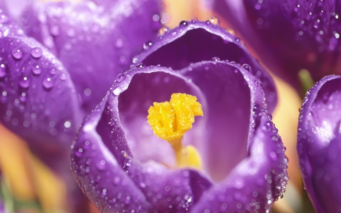 Macro 207 (30 wallpapers)