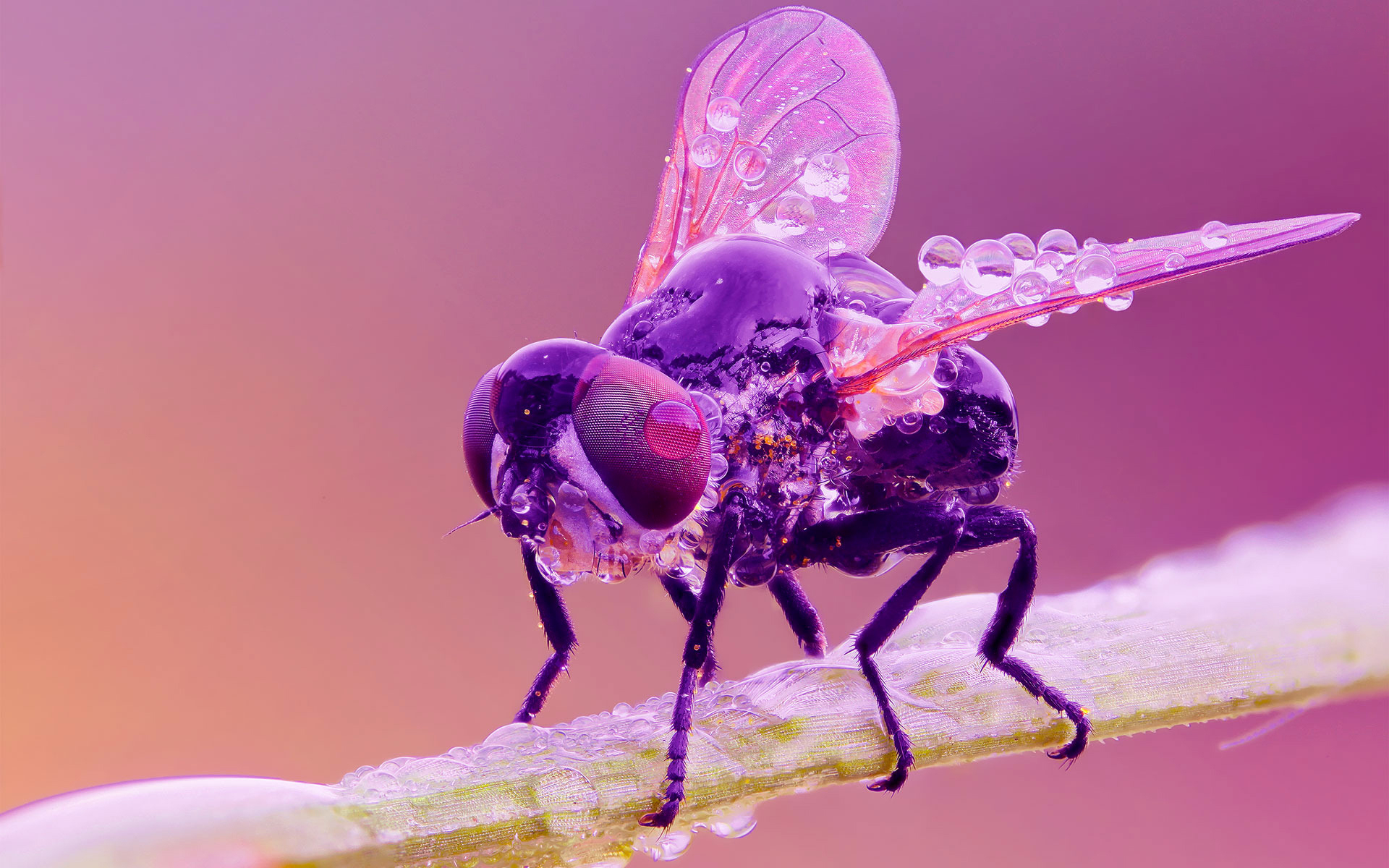 Муха оживает. Розовая Муха. Фиолетовые насекомые. Макросъемка насекомых. Красивая Муха.
