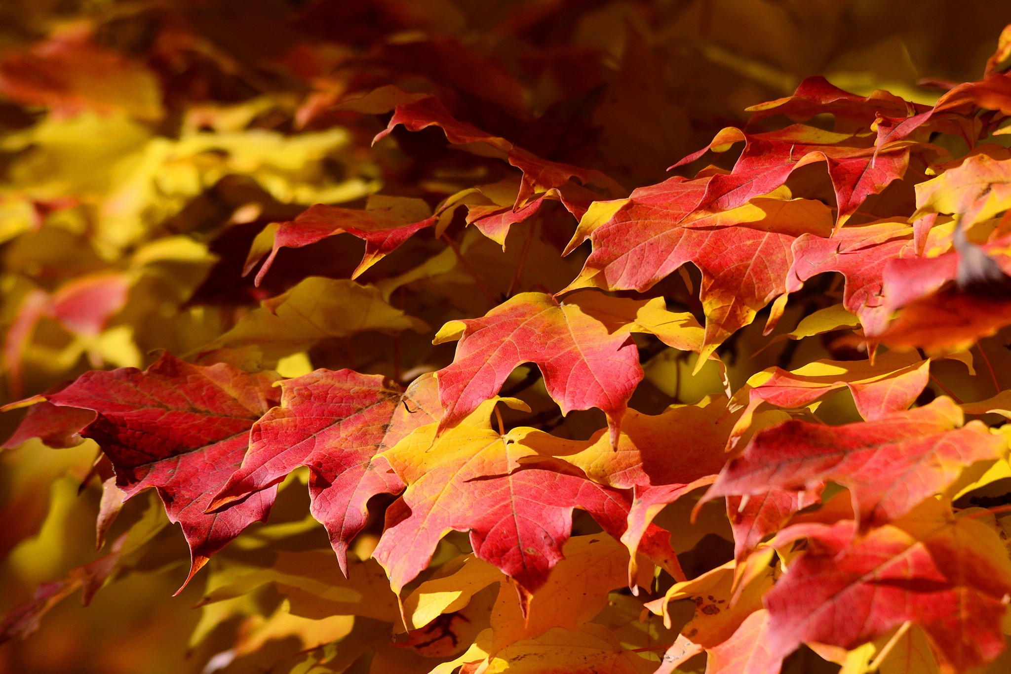 Листья клена желтые и красные. Осенняя листва. Осень листья. Красивые осенние листья. Кленовый лист.