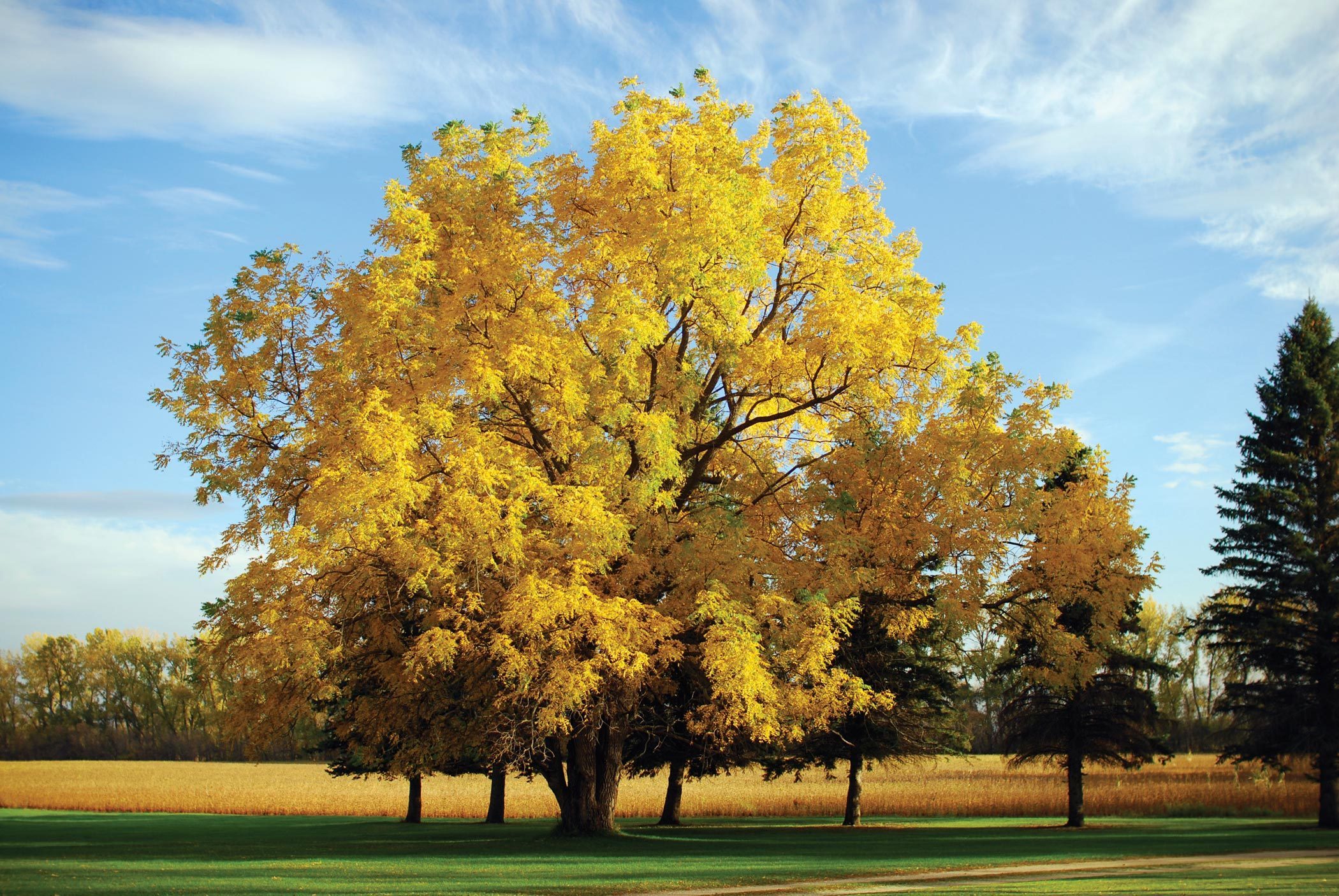Картинки деревьев осенью. Осенний кленовый лес Вайоминг. Дерево граб осень. Желтое дерево. Дерево с желтыми листьями.