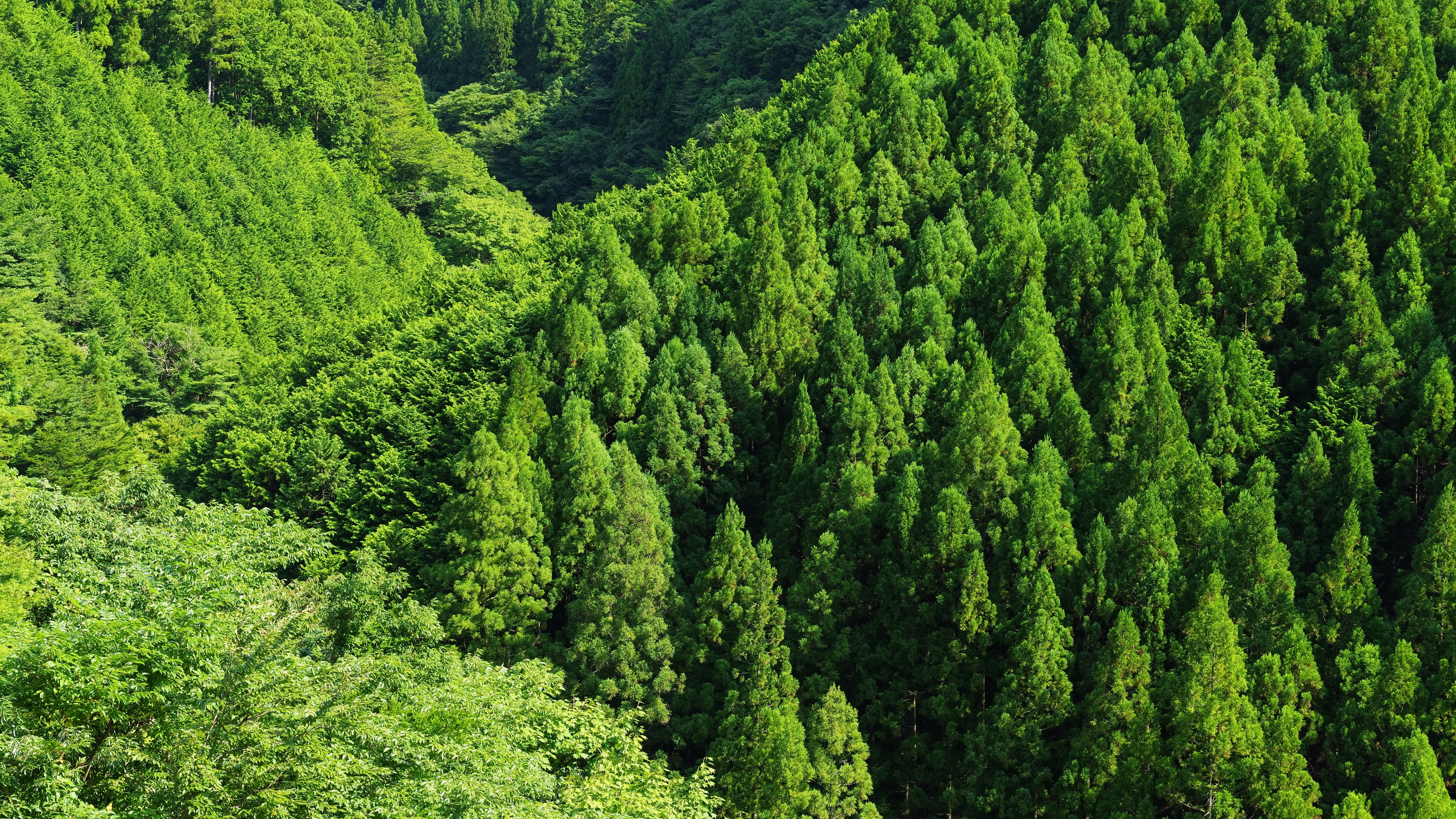 Густой хвойный. Лес в Азербайджане. Широколиственный лес крона. Широколиственные леса Южной Кореи. Широколиственный леса в Азербайджане.