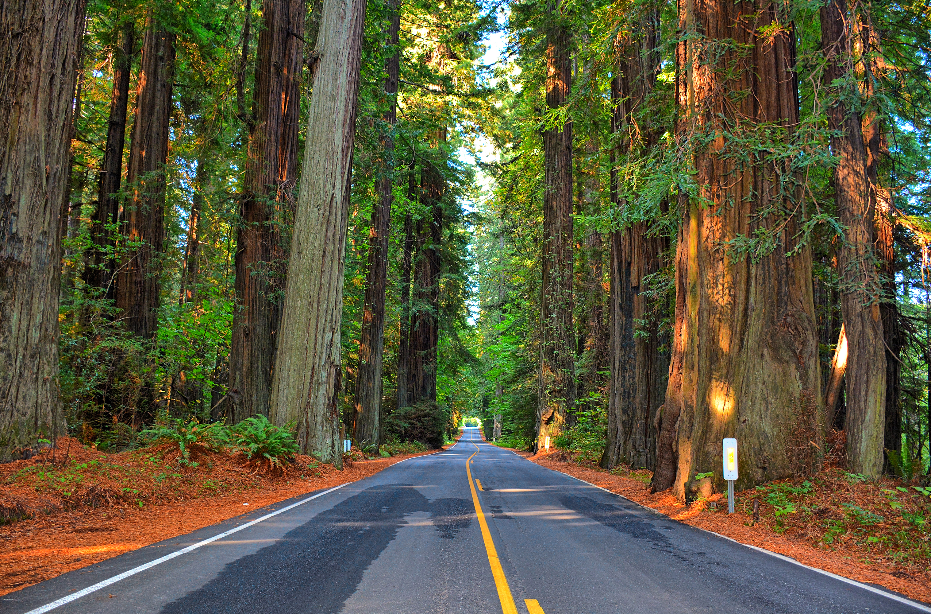 Дорога в красивом лесу. Национальный парк «Редвуд» Калифорния, США. Прямая Автострада Редвуд в Северной Калифорнии. США. Шоссе Редвуд штат Орегон. Калифорния Секвойя на трассе.